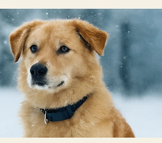 Winter Pet Safety: Why GPS Tracking Is a Lifesaver