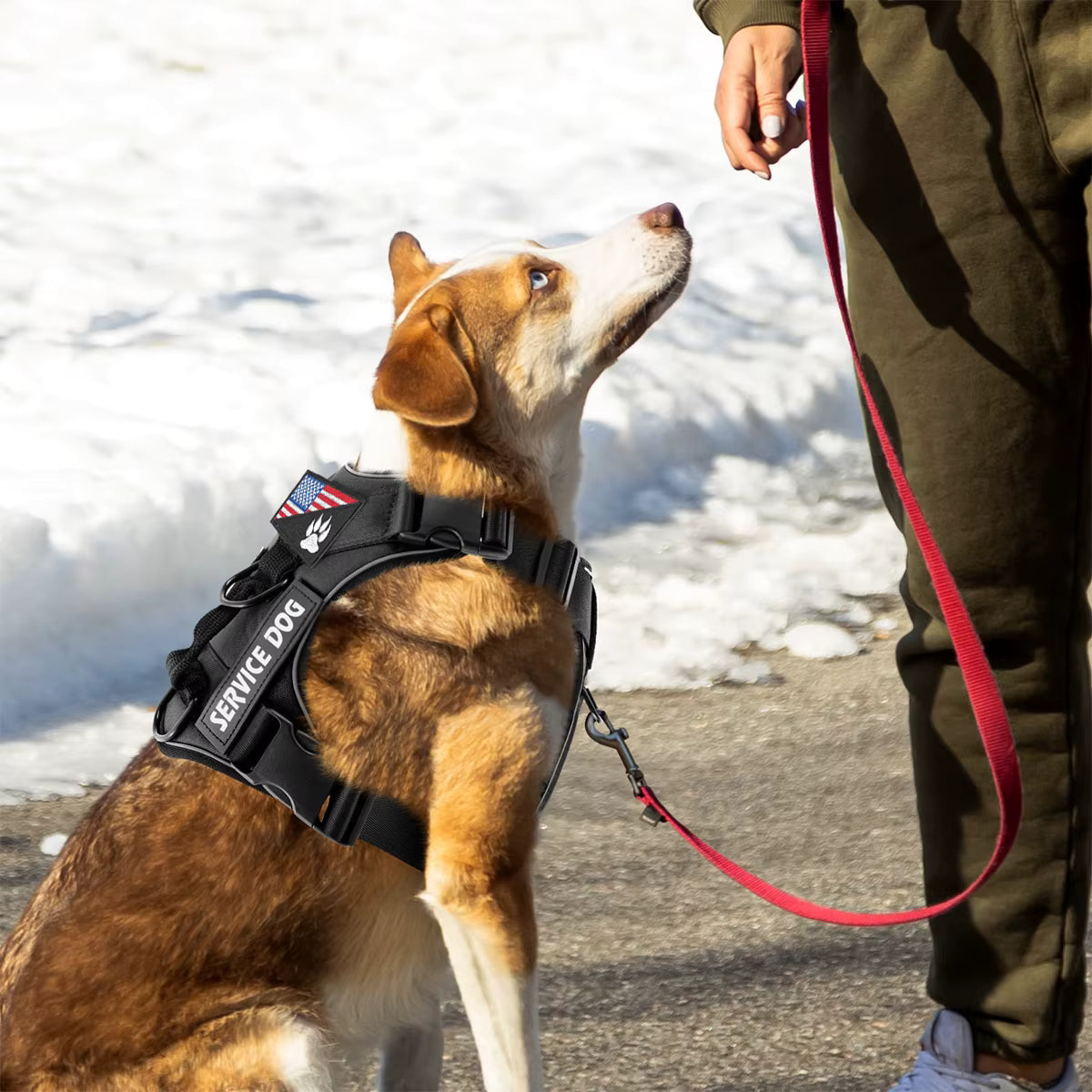 - Vital Pet Guard