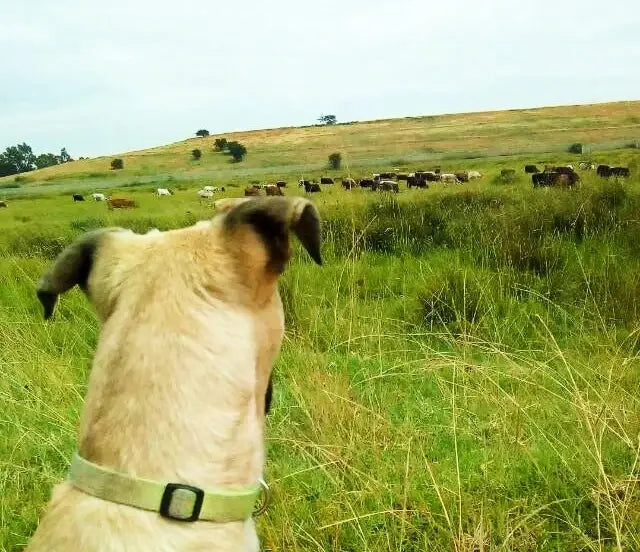 Dog in a grassy field looking at a group of cows on a hill