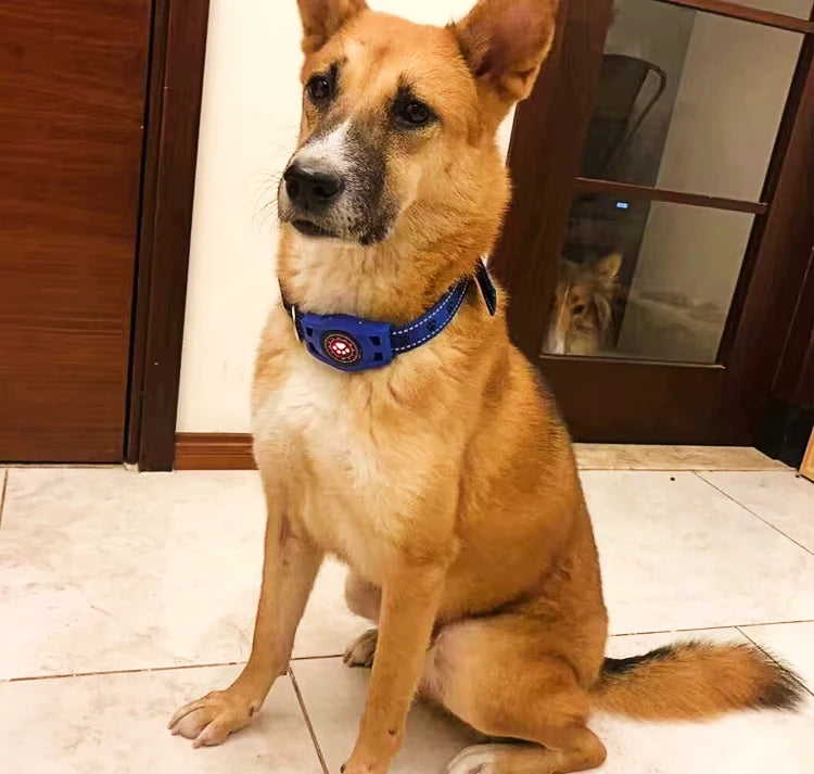 Dog wearing a blue collar sitting on a tiled floor with a mirror reflecting another dog in the background.