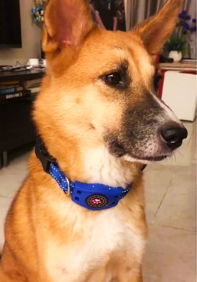 Dog wearing a blue collar with a red light in an indoor setting