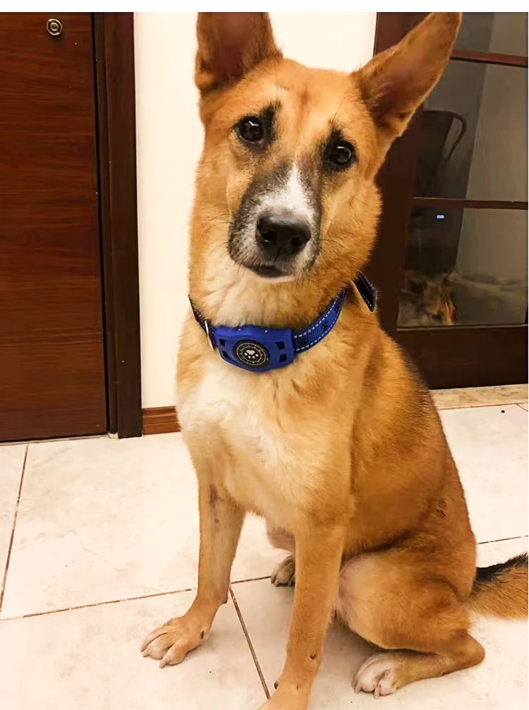 Dog wearing a blue collar sitting on a tiled floor.
