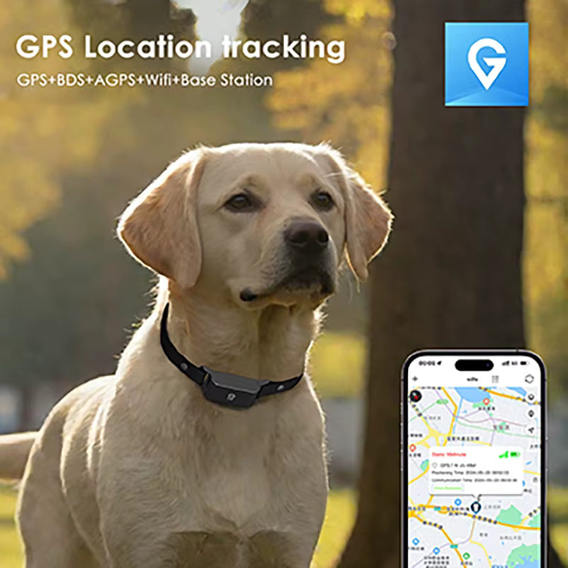 Dog wearing a GPS collar with a smartphone app displaying location tracking on a natural background