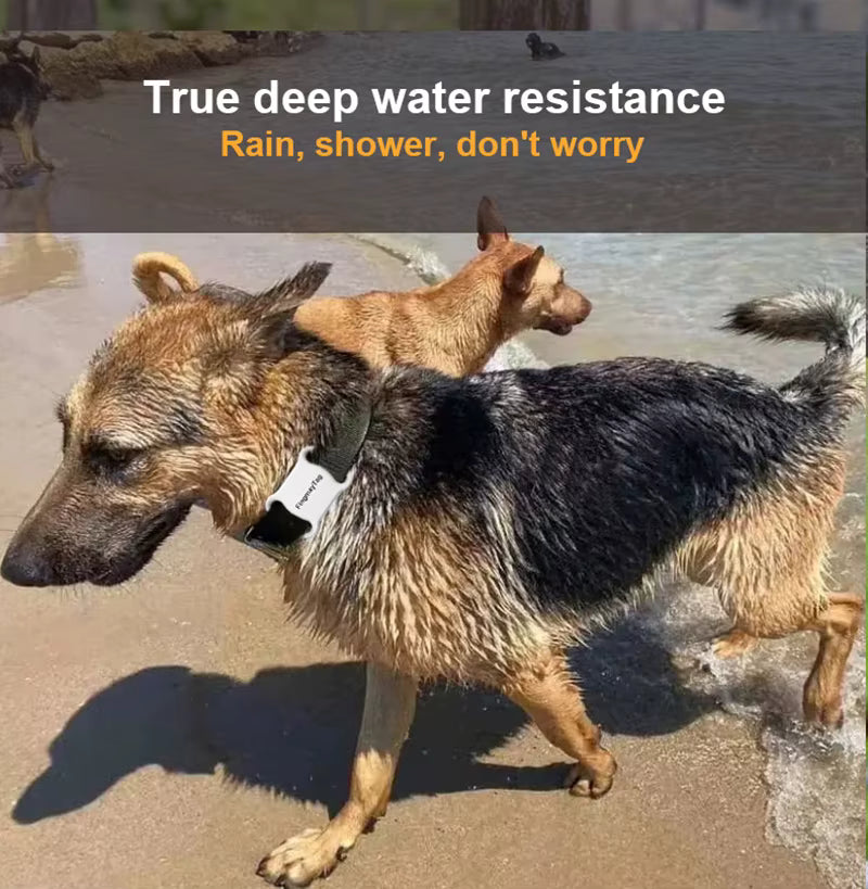 Two dogs standing in water with text about true deep water resistance.