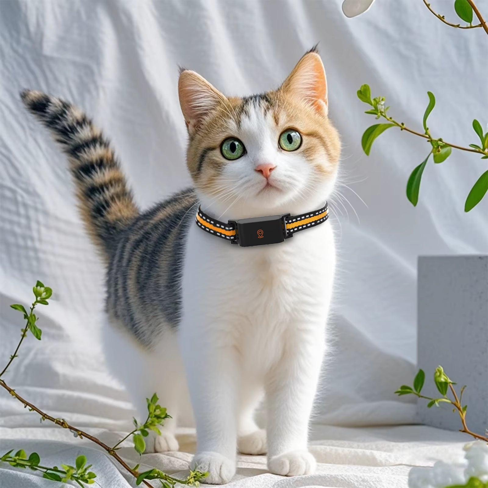 Cat wearing a collar on a white background with green leaves